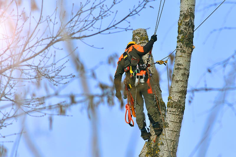 Tree Service, The Next Large Point!