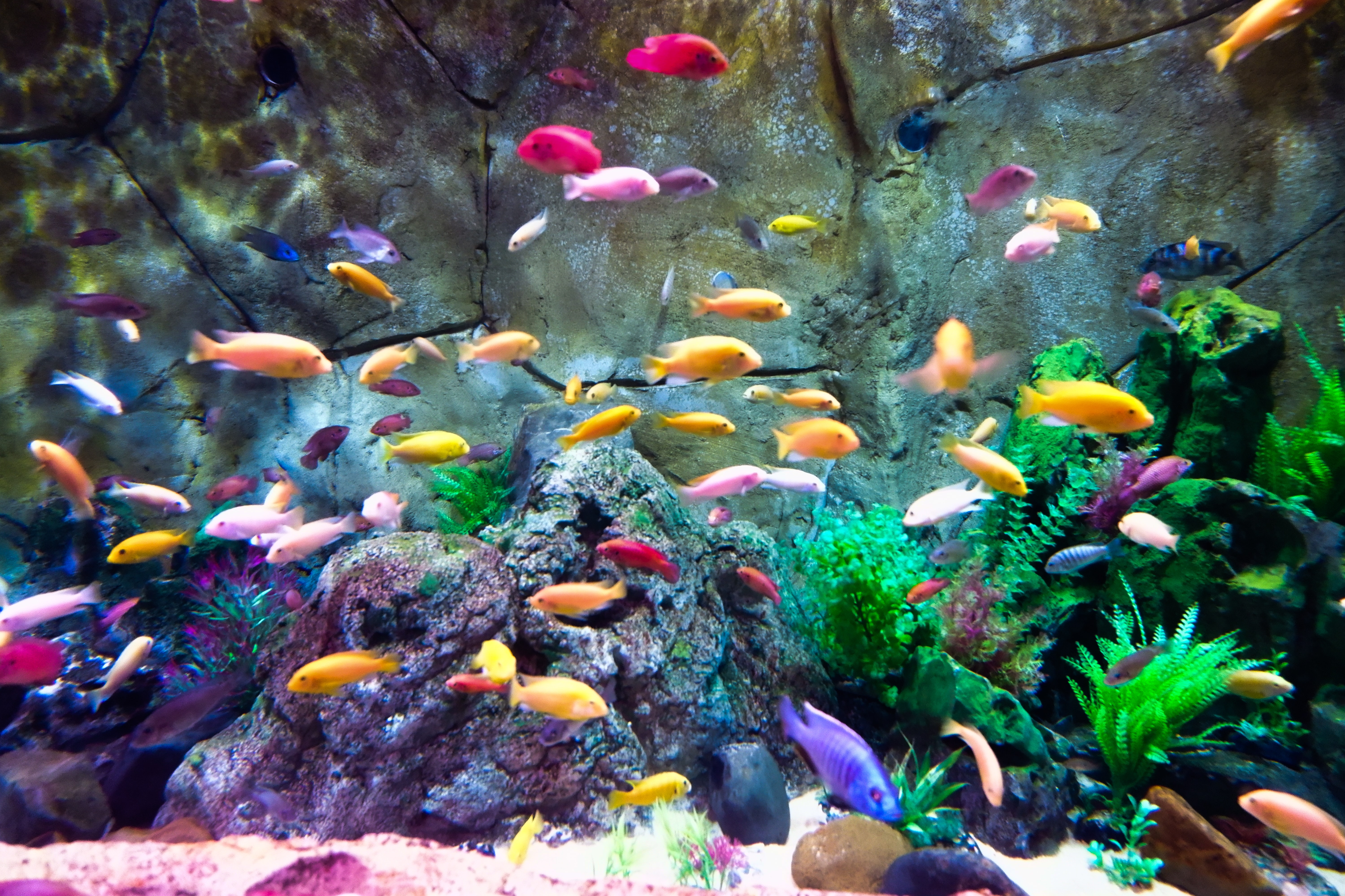 Benefits of Keeping a Fish Aquarium at Home – Interior Design, Design