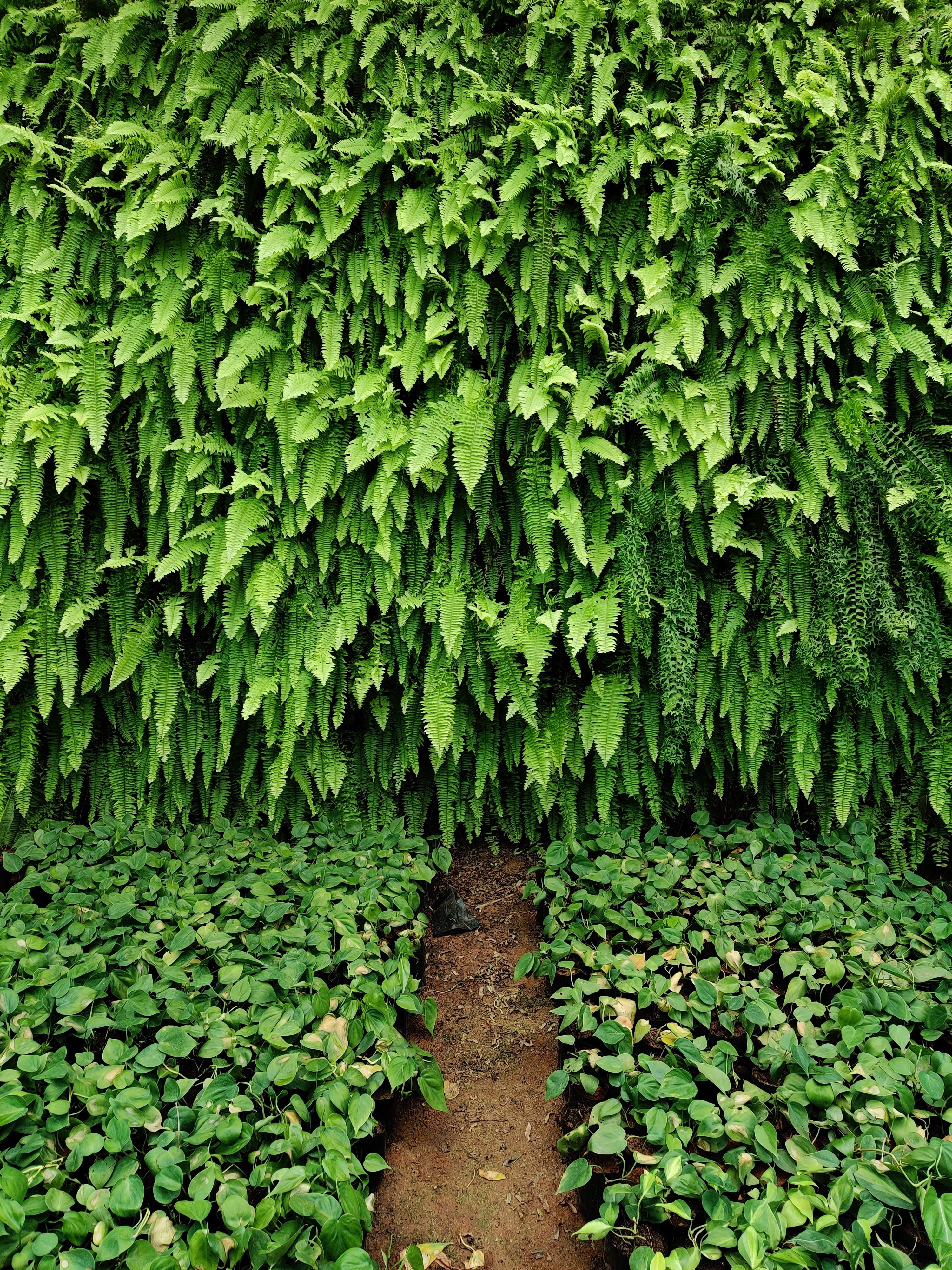 Plant Wall - Ferns. Vertical Garden
