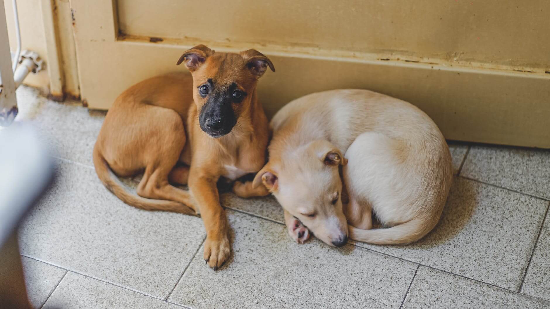 adorable dogs resting on tiled floor in house