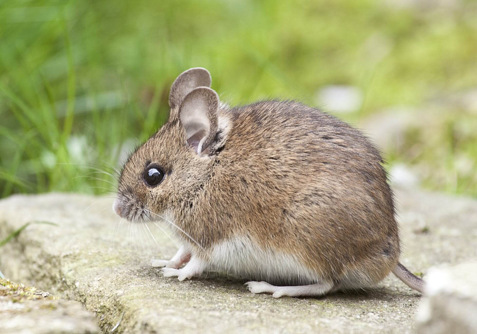 animal cute little mouse