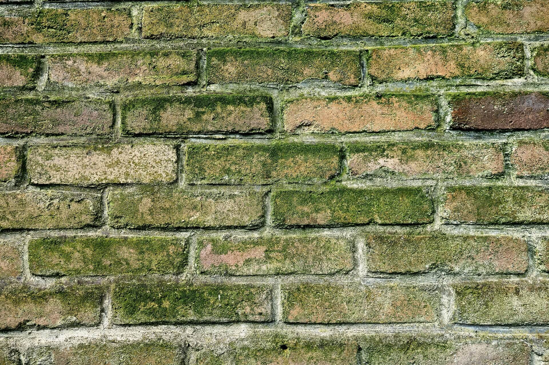 Is It Mildew Or Mold Read This To Diagnose The Problem Interior Is It Mildew Or Mold Read This To Diagnose The Problem Interior